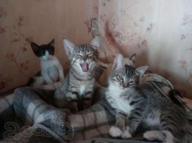Котята с характерами. г. Орёл